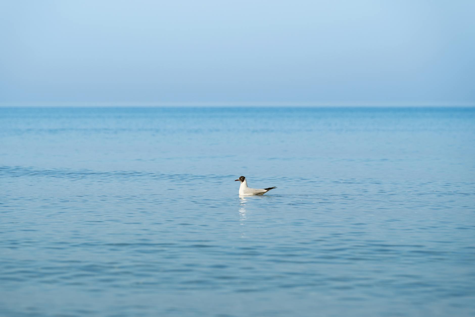 Mapa Raciborza z zaznaczonymi opadami deszczu, ilustrująca prognozę pogody w mieście.